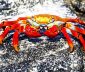 Red rock crab (Grapsus grapsus)