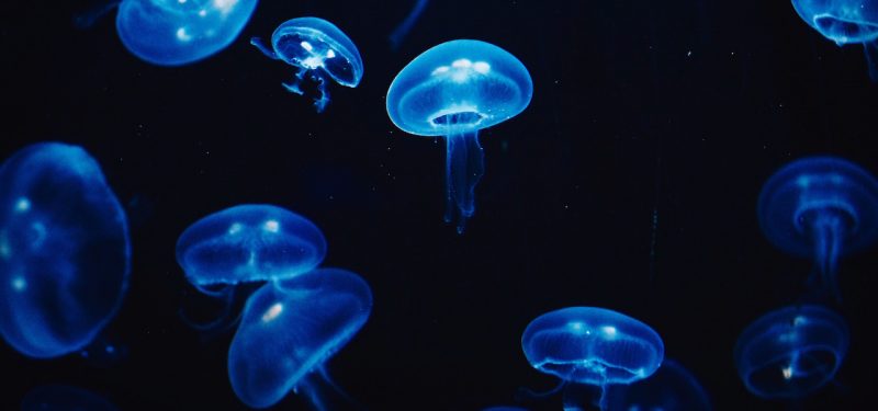 School of jellyfish