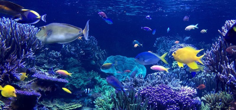 A coral reef with several fish