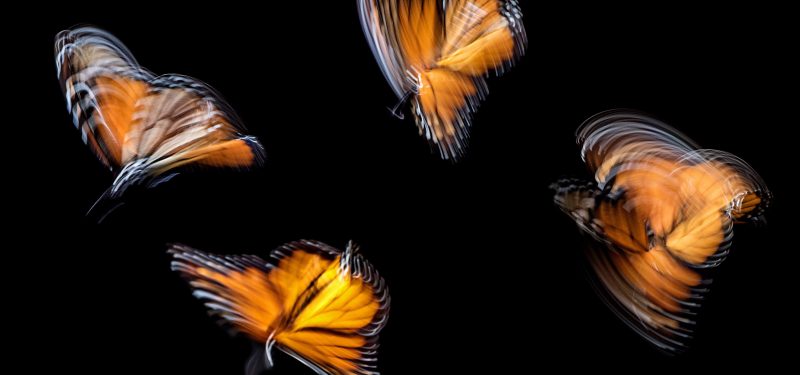 Four monarch butterflies, backlit and blurred